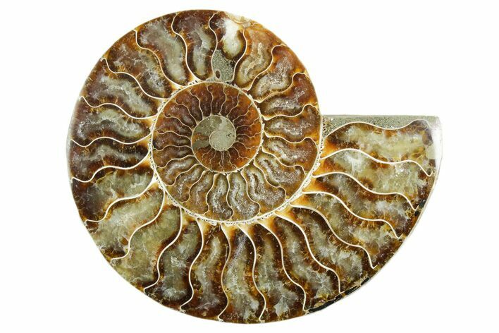 Cut & Polished Ammonite Fossil (Half) - Madagascar #347539